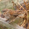unknown sparrow-like bird small