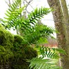 closer look at the ferns in tree