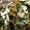an unknown seafoam green coloured lichen