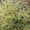 some type of alectoria lichen