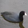 american coot small