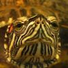 buddy the red-eared slider turtle
