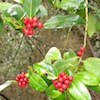 deciduous holly small