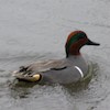 green-winged teal male duck small
