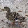 female mallard duck small