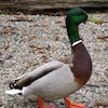 male mallard duck small