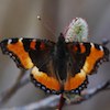 milbert's tortoiseshell butterfly