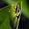 bright green pacific tree frog on a leaf