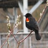 red winged blackbird small