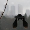 red winged blackbird takes off, city horizon in background