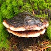 a very large shelf fungus