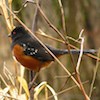 spotted towhee small