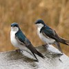 two tree swallows small