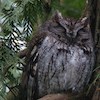 sleepy western screech owl small
