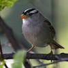 white-crowned sparrow small