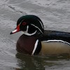 male wood duck small