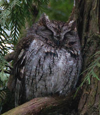photo of a sleepy western screech owl in a cedar tree